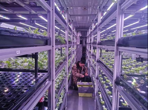中科三安 京東等國內(nèi)20家植物工廠大盤點(diǎn)