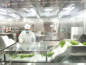 蘇州松下生產科技新植物工廠蔬菜出貨