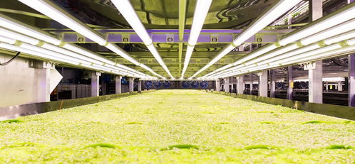 植物工廠中光合作用速率的限制因素