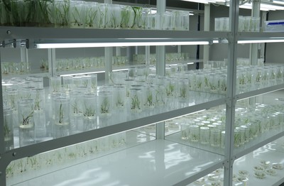 隆平生物技術(shù)(海南)