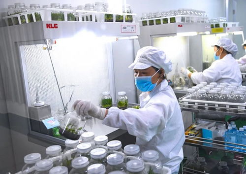klc 植物工廠丨植物組培也需要呼吸潔凈空氣